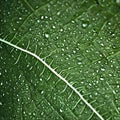 A green leaf texture with water drops in a macro view Royalty Free Stock Photo