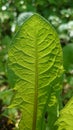 Green leaf textured backgorund