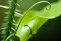 Green Leaf with Thorny Spiral Stem Royalty Free Stock Photo