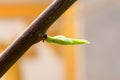 Green leaf to background 537