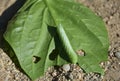 Green Leaf with a Tomato Hornworm Creeping Along Royalty Free Stock Photo
