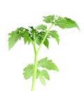 Green leaf of tomato Royalty Free Stock Photo