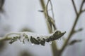 Green leaf with transparent dew drops ready to tear and fall down Royalty Free Stock Photo