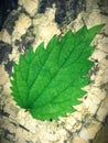 Green leaf on tree bark
