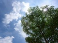 Green leaf on tree branch on blue sky background in sunny day Royalty Free Stock Photo