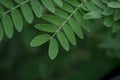 green leaf of a tree close up Royalty Free Stock Photo