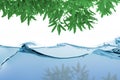 Green leaf tree over Water ripple on white Royalty Free Stock Photo