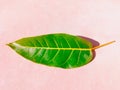 Green leaf of a tree plant simple flattened single leaf with veins apex, midvein, primary-vein, secondary-vein, lamina, photo