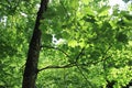 Green leaf tree in the spring