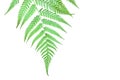 Green Leaf of Tropical Fern Isolated on White Background with Clipping Path Royalty Free Stock Photo