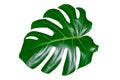 Green leaf of a tropical flower monstera