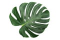 Trendy tropical leaf