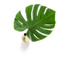 Green leaf tropical flower monstera white background Royalty Free Stock Photo