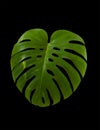 Green leaf of tropical monstera plant isolated on black background. Royalty Free Stock Photo