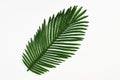 Green leaf of tropical palm tree isolated on white Royalty Free Stock Photo