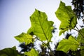 Green leaf of Turkey berry tree Royalty Free Stock Photo