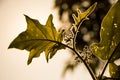 Green leaf of Turkey berry tree Royalty Free Stock Photo