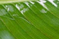 Green leaf under flowing water macro background Royalty Free Stock Photo