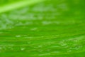 Green leaf under flowing water macro background Royalty Free Stock Photo