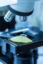 Green leaf under microscope Royalty Free Stock Photo