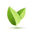 Green leaf vector icon. Organic eco symbol nature plant isolate leaf icon design Royalty Free Stock Photo