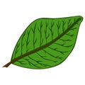 Green leaf. vector illustration. Drawing by hand.