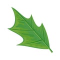 Green Leaf Vector Illustration in Flat Design Royalty Free Stock Photo