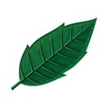 Green Leaf Vector Illustration in Flat Design Royalty Free Stock Photo