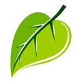 Green leaf vector illustration Royalty Free Stock Photo