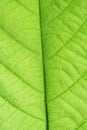 Green Leaf vein Royalty Free Stock Photo