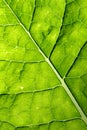 Green leaf vein Royalty Free Stock Photo