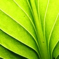 Green leaf vein Royalty Free Stock Photo