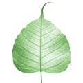 Green leaf vein ( bodhi leaf ) Royalty Free Stock Photo