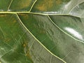 Green leaf vein of Fiddle Fig plant in full frame with bright light shine on it Royalty Free Stock Photo