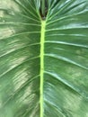 Green leaf vein of giant taro plant in full frame Royalty Free Stock Photo