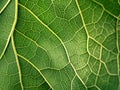 Green Leaf Vein Patterns