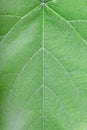 Green leaf vein texture background Royalty Free Stock Photo