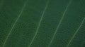 Green leaf vein texture. Closeup of leaf texture Royalty Free Stock Photo