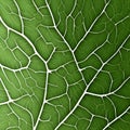 Green leaf with veins close-up. Abstract background for design. Royalty Free Stock Photo