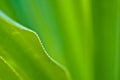Green Leaf Veins Details