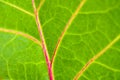 Green Leaf Veins Details Royalty Free Stock Photo