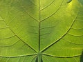 Green leaf veins details macro photography Royalty Free Stock Photo