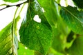 Green leaf with veins Royalty Free Stock Photo