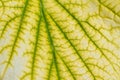 Green leaf with veins and lines, odd colored macro leaf. Natural botanical background Royalty Free Stock Photo