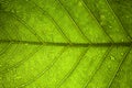 Green leaf veins macro Royalty Free Stock Photo