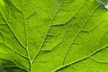 Green leaf veins macro background Royalty Free Stock Photo