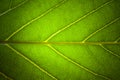 Green leaf veins macro background texture Royalty Free Stock Photo