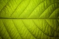 Green leaf veins macro Royalty Free Stock Photo