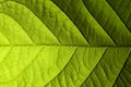 Green leaf veins macro Royalty Free Stock Photo