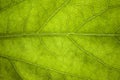 Green leaf veins macro Royalty Free Stock Photo